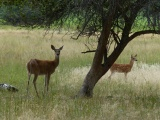 Doe and Fawn