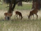 Doe and Two Fawns