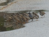 Quail at a Puddle