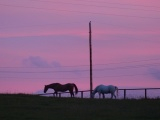 Two Horses at Sunset