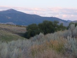 Sagebrush, Trees, Cows, Mountains