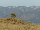 Tree at Corvallis Hills