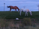 Two Horses and a Cat
