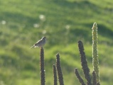 Plant Perch