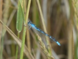 August Damselfly