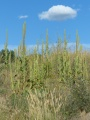 Spires under Blue Sky