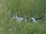 Cat in the Grass