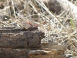 Red Dragonfly