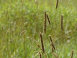 Brown Seedheads on a Green Backdrop