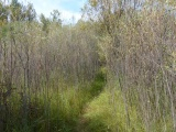 Path through Tall Woody Plants