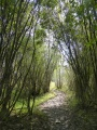 Path through Woody Canopy