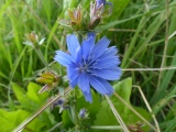 Chicory Blossom