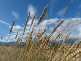 Angled Grasses against the Sky