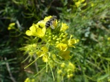 Yellow Flowers in Autumn