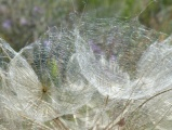 Gossamer Whisps