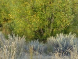 Willow above Sagebrush