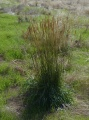 Clump of Tall Grasses