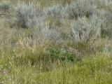 Tiny Purple Flowers and Sagebrush