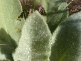 Droplets on Fuzzy Leaves