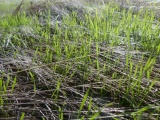 Grasses Old and New