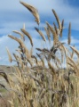 Many Seedheads