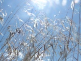 Sunlight through Grasses