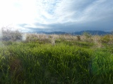 Grass in the Mountains