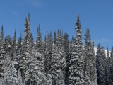 Frosted Spires at Lost Trail Pass