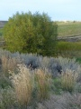 Willow and Grasses