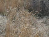 Dancing Grasses