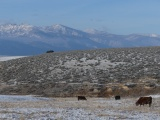 Cows in Dusted Pastures