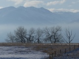 Fog behind the Trees