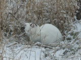 Snow Cat