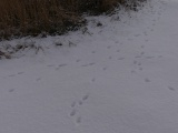 Cat Crossings