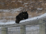 Monorail Cat in Winter