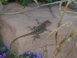 Lizard on a Rock