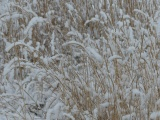 Snow on the Grass