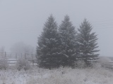 Evergreens in Winter Fog