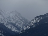 Bitterroots in Winter Mist