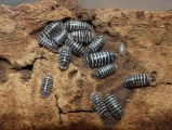 Zebra Isopods