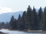 Bitterroot Riverside Trees