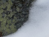 Lichens and Snow