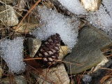 Pine Cone with a Patch of Ice