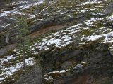 Mountainside Tree