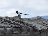 Magpie on an Old Roof