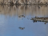 Duck in Flight