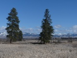 Two Trees in March