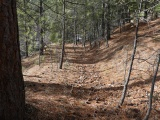 Path of Pine Needles