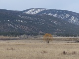 Single Yellow Tree