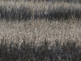 Shadow Bands on Grasses